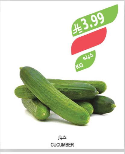 Cucumber available at Farm  in KSA, Saudi Arabia, Saudi - Tabuk