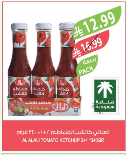 Tomato available at Farm  in KSA, Saudi Arabia, Saudi - Al-Kharj