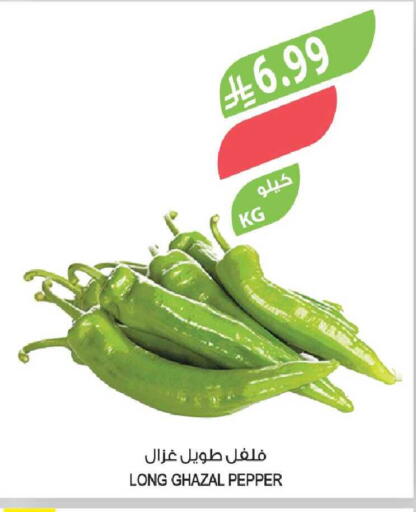 Pepper available at Farm  in KSA, Saudi Arabia, Saudi - Tabuk