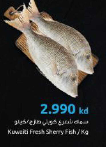 available at The Sultan Center in Kuwait - Kuwait City