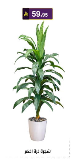 available at الحسين توب أب in مملكة العربية السعودية, السعودية, سعودية - الرياض