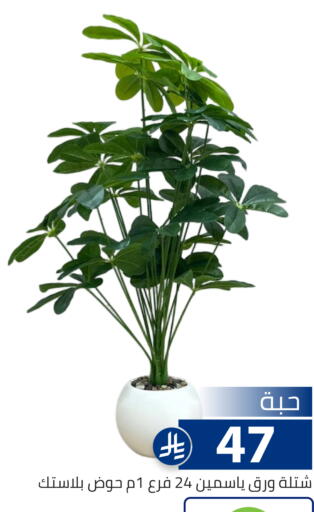 available at Family Discount in KSA, Saudi Arabia, Saudi - Riyadh