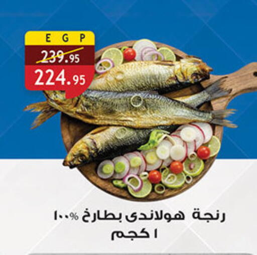 available at الرايه  ماركت in Egypt - القاهرة