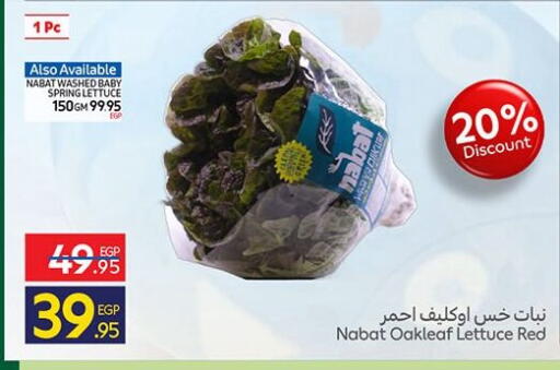 Lettuce available at Carrefour  in Egypt - Cairo