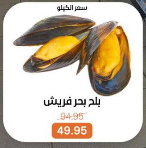 available at بيت الجملة in Egypt - القاهرة
