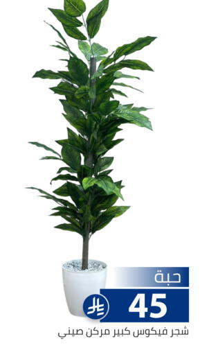 available at Family Discount in KSA, Saudi Arabia, Saudi - Riyadh