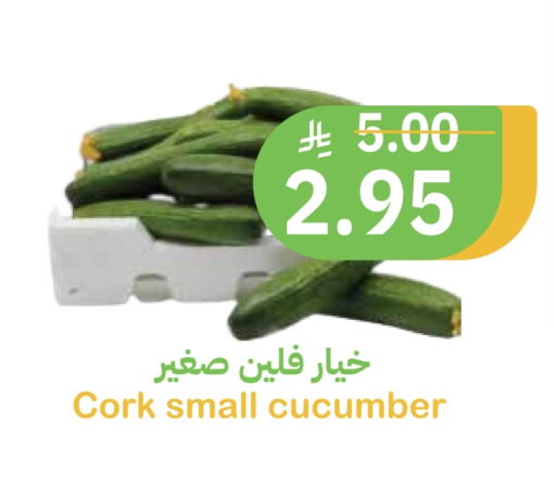 Cucumber available at أسواق قاطبة in مملكة العربية السعودية, السعودية, سعودية - بريدة