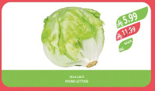 Lettuce available at Farm  in KSA, Saudi Arabia, Saudi - Jeddah