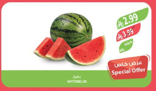Watermelon available at Farm  in KSA, Saudi Arabia, Saudi - Jeddah