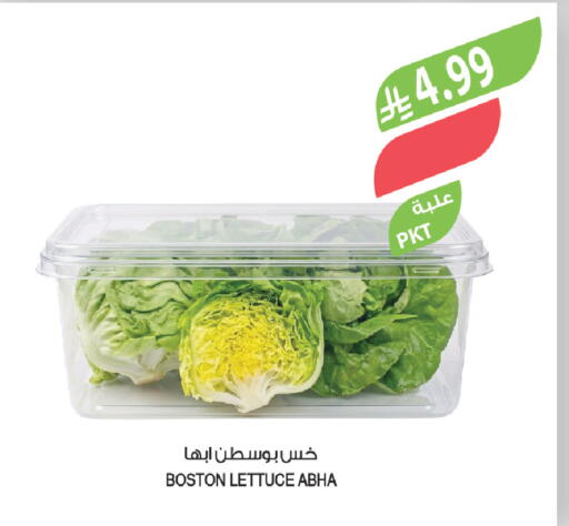 Lettuce available at Farm  in KSA, Saudi Arabia, Saudi - Abha