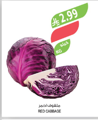 Cabbage available at المزرعة in مملكة العربية السعودية, السعودية, سعودية - سيهات