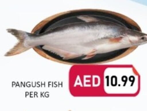 available at متجر الهدايا الخضراء in الإمارات العربية المتحدة , الامارات - أبو ظبي