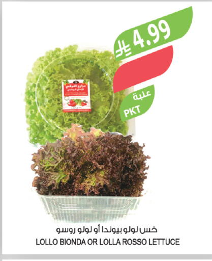 Lettuce available at المزرعة in مملكة العربية السعودية, السعودية, سعودية - عرعر