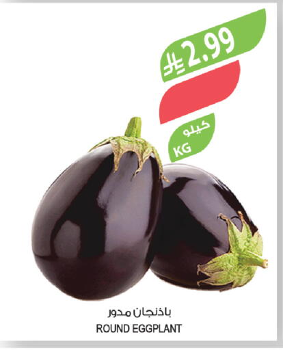 Eggplant available at Farm  in KSA, Saudi Arabia, Saudi - Abha