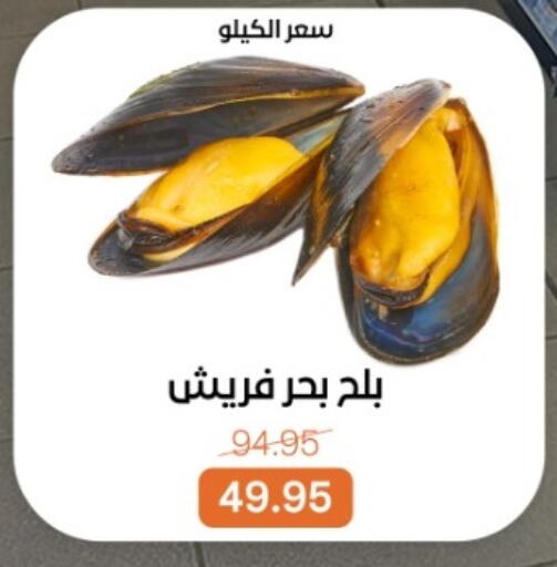 available at بيت الجملة in Egypt - القاهرة