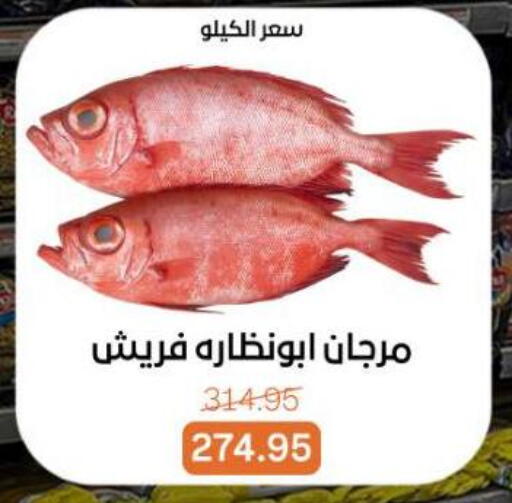 available at بيت الجملة in Egypt - القاهرة