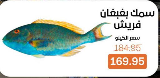 available at بيت الجملة in Egypt - القاهرة