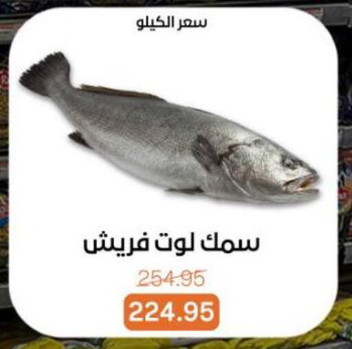 available at بيت الجملة in Egypt - القاهرة