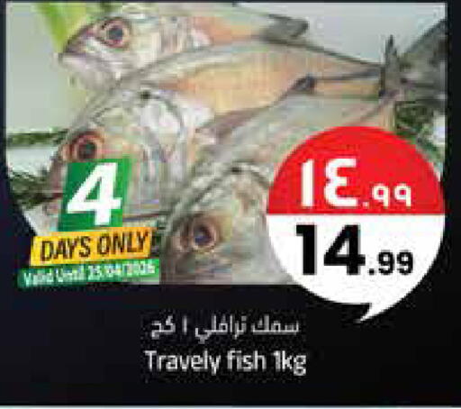 available at ستي فلاور in مملكة العربية السعودية, السعودية, سعودية - سكاكا