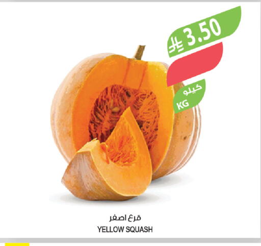 Squash available at Farm  in KSA, Saudi Arabia, Saudi - Arar