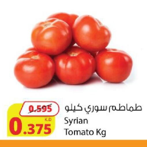 Tomato from Syria available at شركة المنتجات الزراعية الغذائية in الكويت - محافظة الجهراء