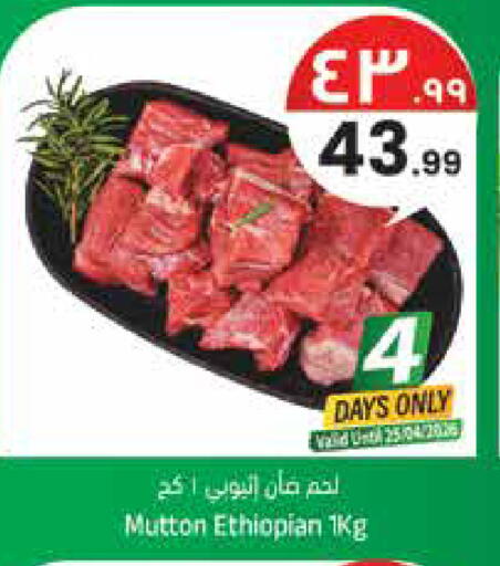 available at ستي فلاور in مملكة العربية السعودية, السعودية, سعودية - الجبيل‎