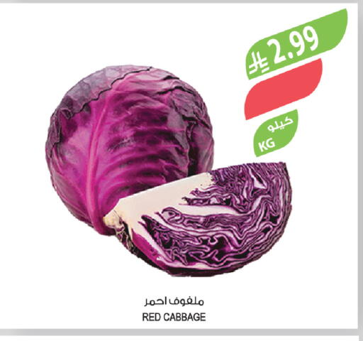 Cabbage available at Farm  in KSA, Saudi Arabia, Saudi - Arar