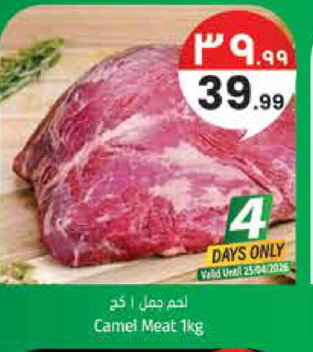 available at ستي فلاور in مملكة العربية السعودية, السعودية, سعودية - الجبيل‎