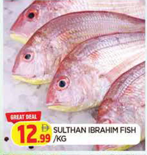 available at المدينة in الإمارات العربية المتحدة , الامارات - الشارقة / عجمان