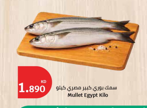 available at City Hypermarket in Kuwait - Ahmadi Governorate
