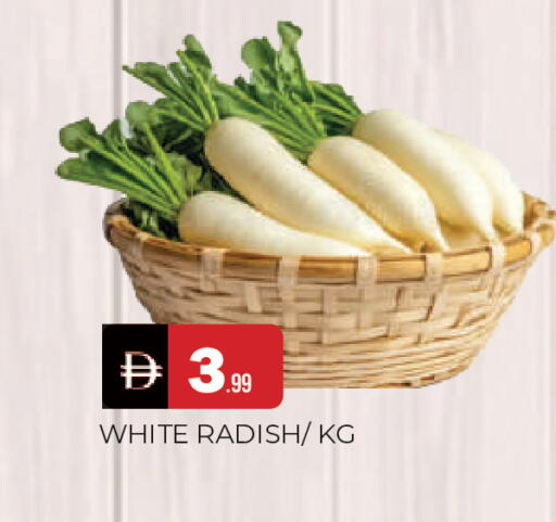 Radish available at المدينة in الإمارات العربية المتحدة , الامارات - الشارقة / عجمان