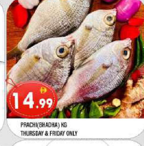 available at المدينة in الإمارات العربية المتحدة , الامارات - الشارقة / عجمان