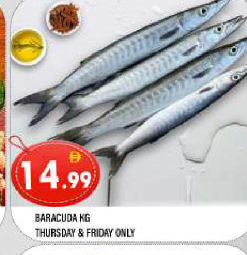 available at المدينة in الإمارات العربية المتحدة , الامارات - الشارقة / عجمان