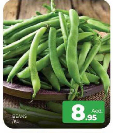 available at المدينة in الإمارات العربية المتحدة , الامارات - الشارقة / عجمان