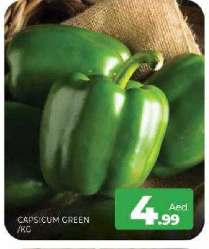 Capsicum available at المدينة in الإمارات العربية المتحدة , الامارات - الشارقة / عجمان