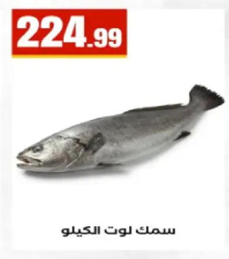 available at El Mahlawy Stores in Egypt - Cairo