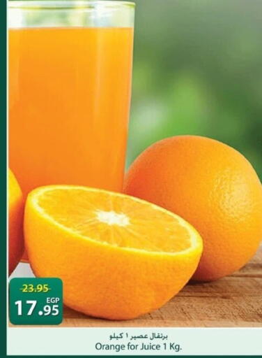 Orange available at Spinneys  in Egypt - Cairo