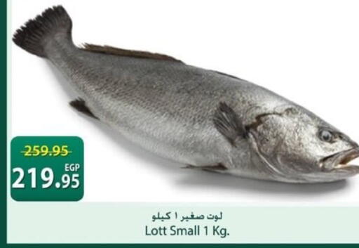 available at Spinneys  in Egypt - Cairo