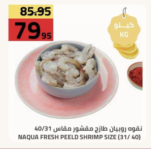 available at أسواق أسترا in مملكة العربية السعودية, السعودية, سعودية - تبوك