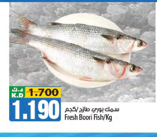 Mango available at مانجو هايبرماركت in الكويت - مدينة الكويت