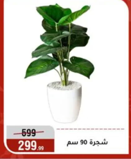 available at Al Morshedy  in Egypt - Cairo