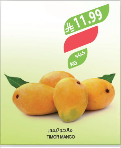 Mango available at Farm  in KSA, Saudi Arabia, Saudi - Hafar Al Batin