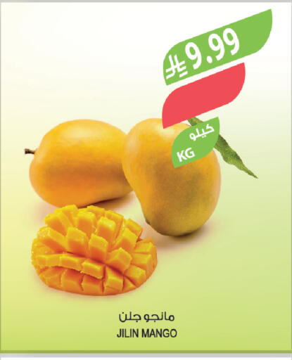 Mango available at Farm  in KSA, Saudi Arabia, Saudi - Hafar Al Batin