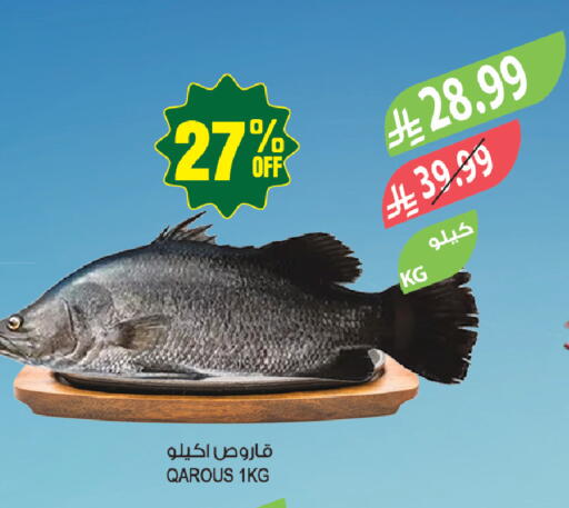 available at المزرعة in مملكة العربية السعودية, السعودية, سعودية - تبوك