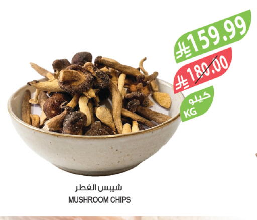 Mushroom available at المزرعة in مملكة العربية السعودية, السعودية, سعودية - حفر الباطن