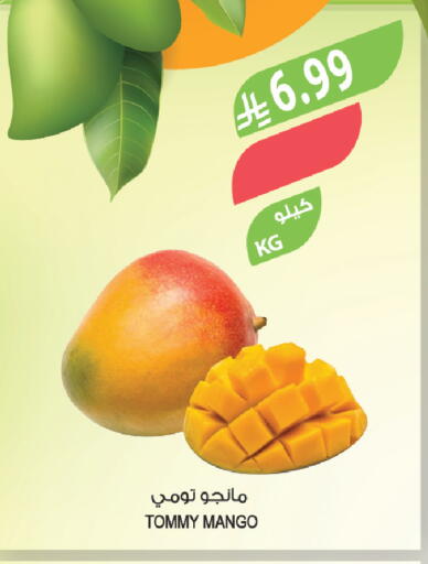 Mango available at Farm  in KSA, Saudi Arabia, Saudi - Hafar Al Batin