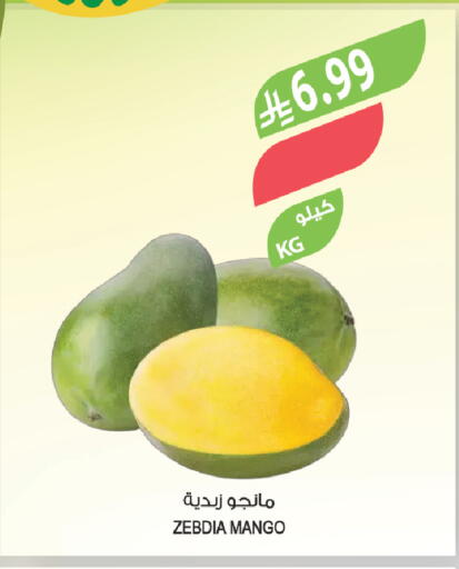 Mango available at Farm  in KSA, Saudi Arabia, Saudi - Hafar Al Batin