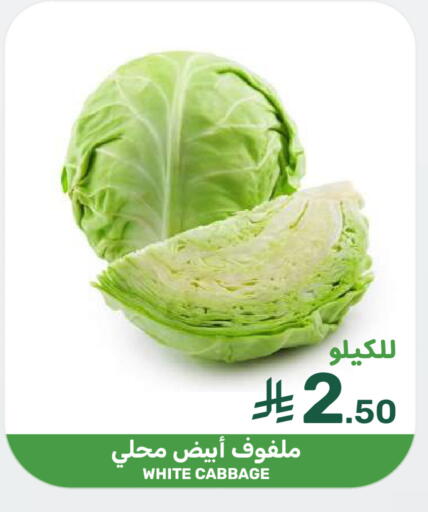 Cabbage available at  مـزايــا in مملكة العربية السعودية, السعودية, سعودية - سيهات