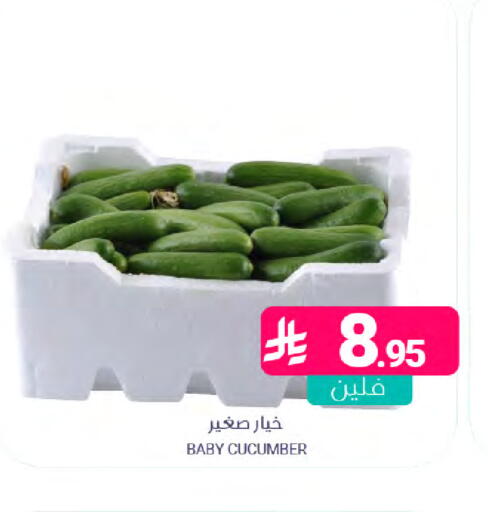 Cucumber available at Muntazah Markets in KSA, Saudi Arabia, Saudi - Saihat