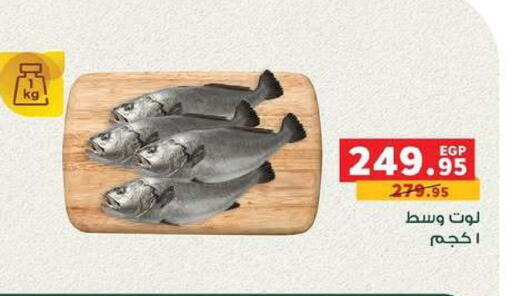 available at بنده in Egypt - القاهرة